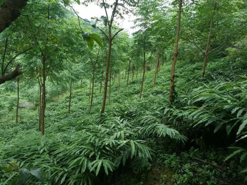 8fc208e0c6274bfe9142e7288719b331.png 8fc208e0c6274bfe9142e7288719b331.png